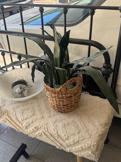 Snake Plant in Woven Basket Planter