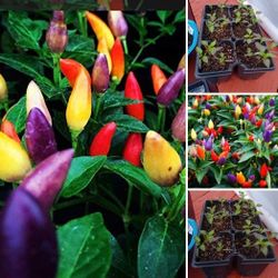 Rainbow hot organic pepper plants