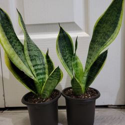🌿Healthy Live Air Purifying Houseplant Mother In Law Tongue Or Snake Plant In Pot 4" ~ Easy To Grow ~ $8/ea