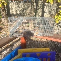 Raccoon Trap