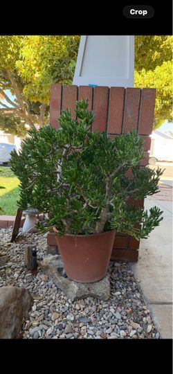 Gollum jade succulent