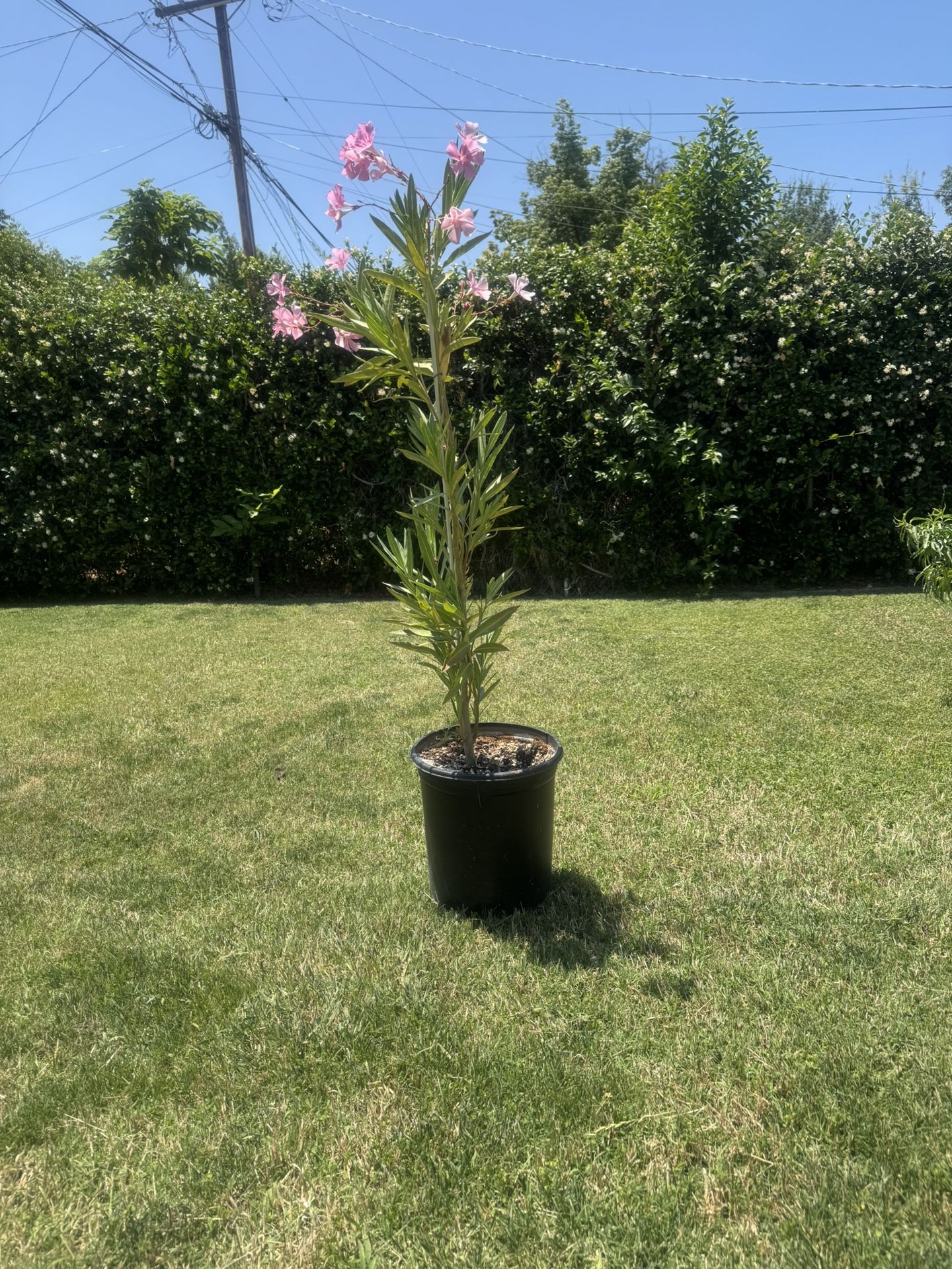 Oleander Plant