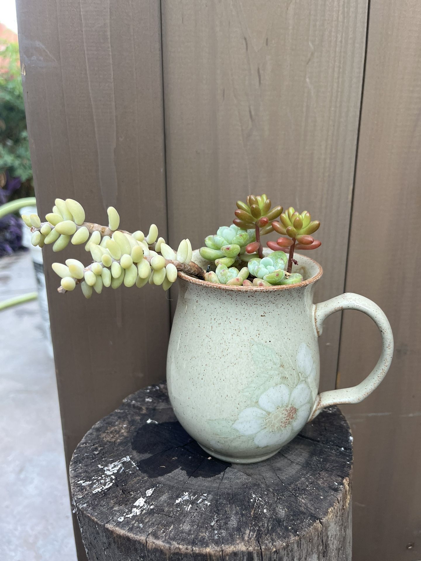 Plant In A Coffee Cup