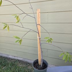 Yellow Jamaican Cherry Tree