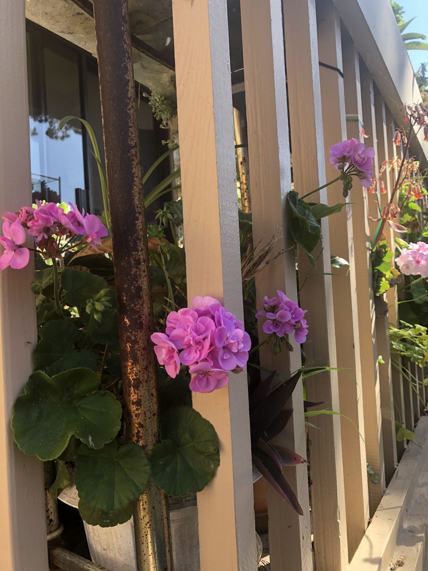 White,red, pink and purple geranium