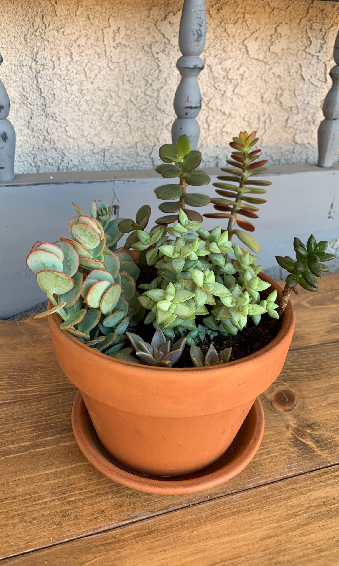 Succulents arraignment