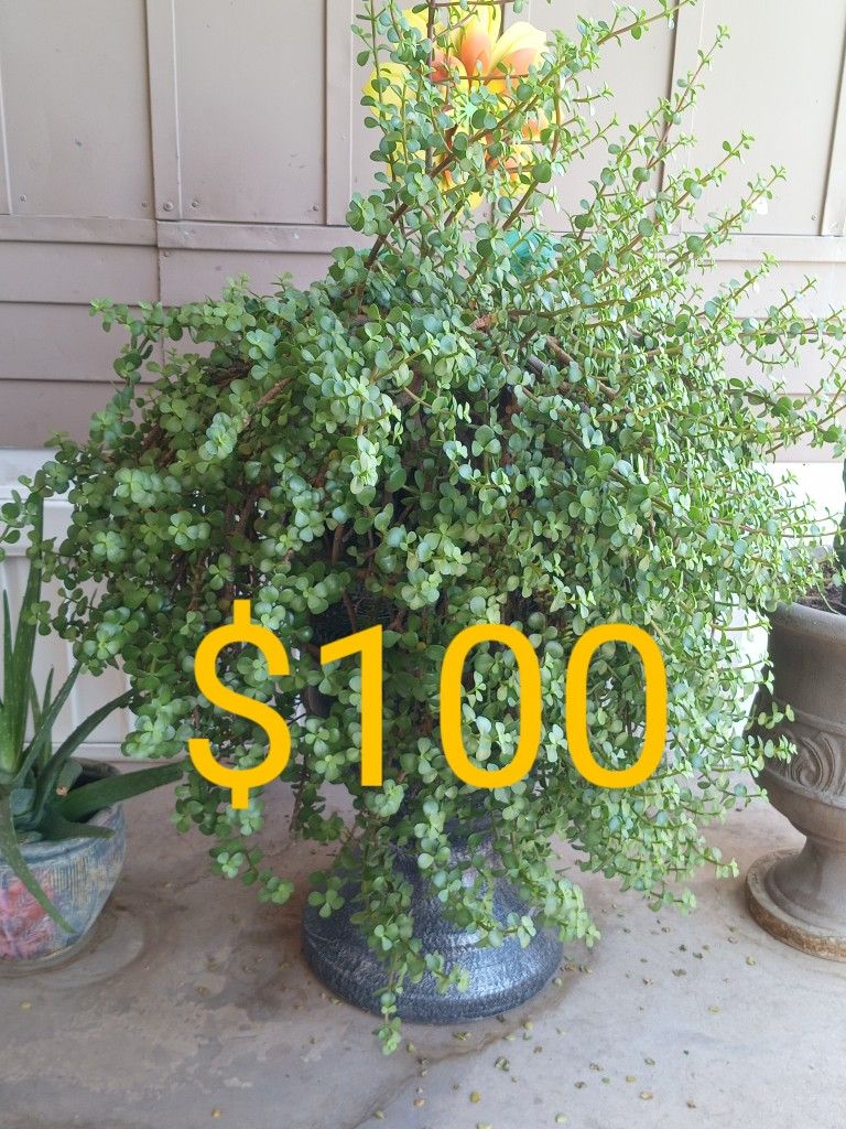 Plants