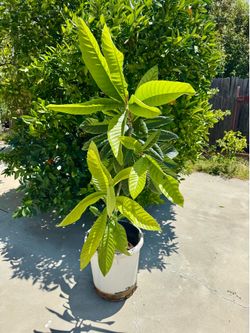 Loquat Tree Live Fruit Plant Sweet