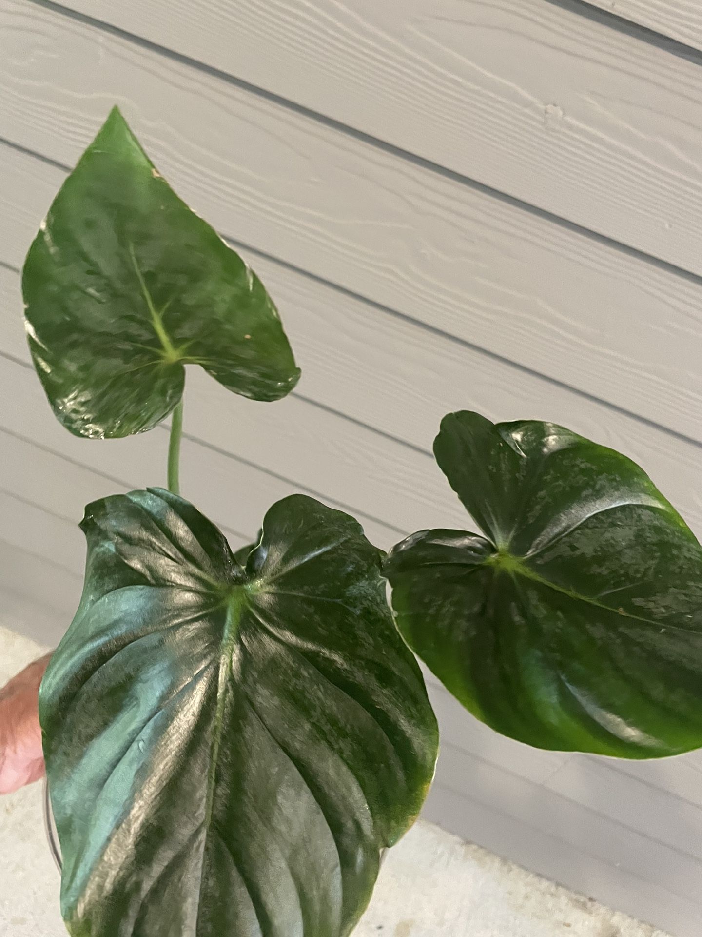 Philodendron Plowmanii | This Baby Gets Mosnstrous