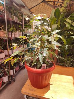 Angelwing Begonia Benigo