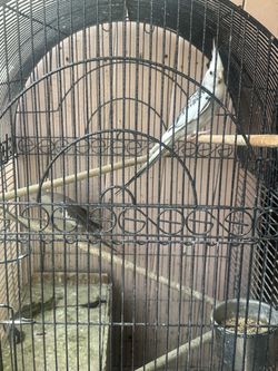 Bird cage