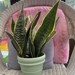 Live Plants: Snake Plants, Jade Plant, Pathos Cuttings, Spider Plants Cuttings