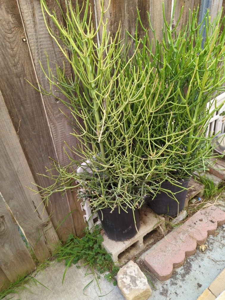 Firestick,Jade Succulents
