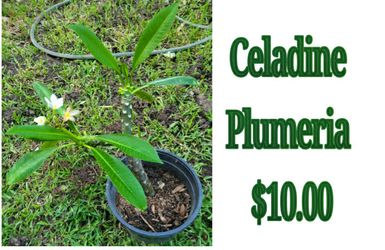celadine plumeria plant