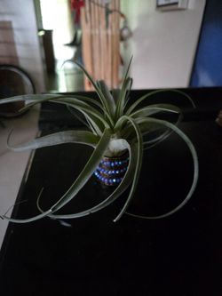 Air plant