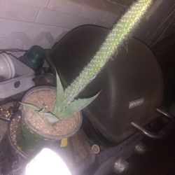 To Succulent Plants In A 4-in Pot