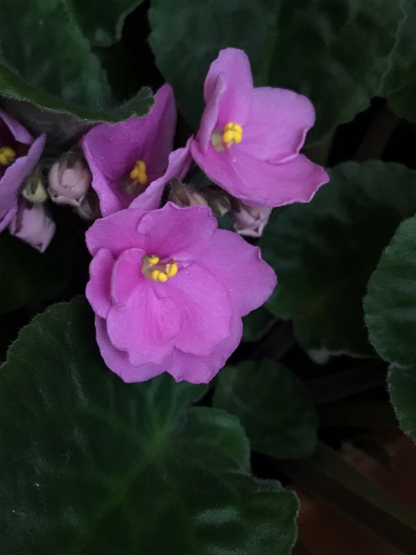 1 Live Rooted Rare African Violet Plant “Candy Pink” Fast Shipping for