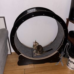 Cat Wheel For Sale 