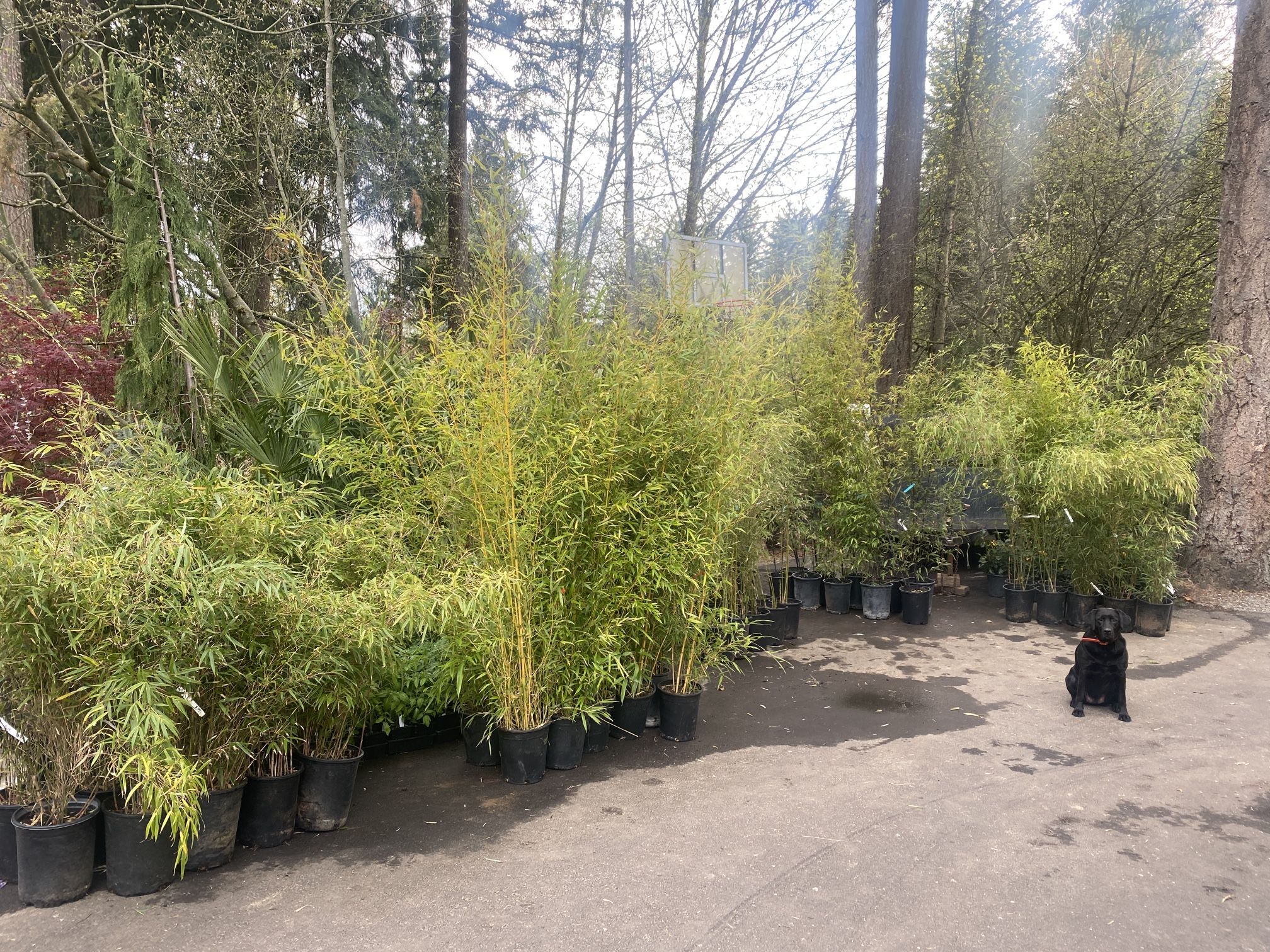 Bamboo Plants
