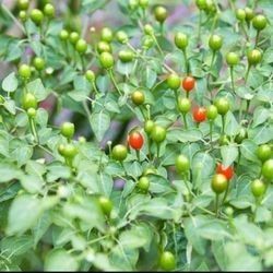 Chiles Del Monte Planta 3gallones Bushes 