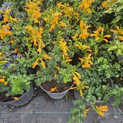 Honeysuckle Bush Plant 🪴 3gal 