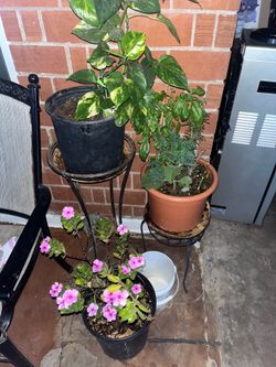 Finally Done Last Time For Buying Plants here