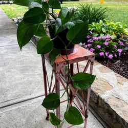 Pothos Indoor Plant