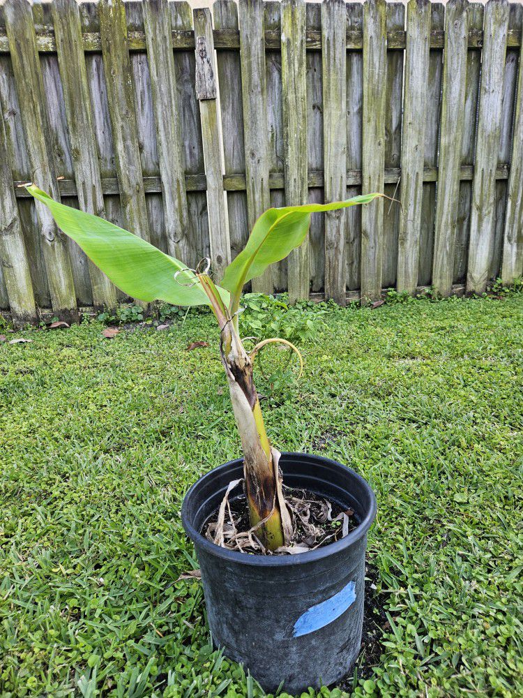 Banana Plant - Musa acuminata 