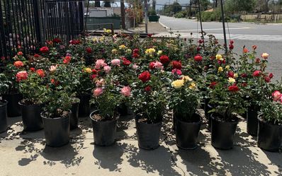 Roses