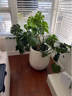 Stunning Monstera $150
