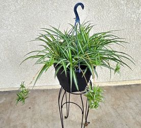 ✨️🌿Large Spider Plant (Ribbon Plant) 🌿✨️