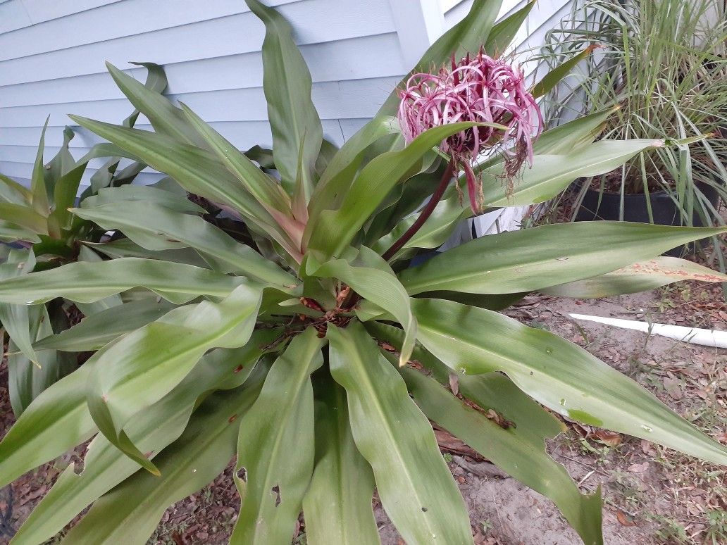 Lilies