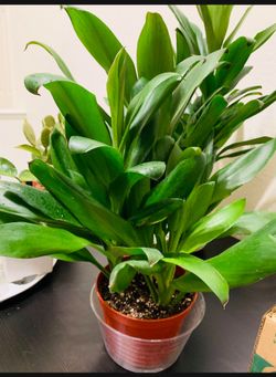 ♥️Gorgeous Green Ti Plant is a natural stress reliever🙏PLS READ DESCRIPTION