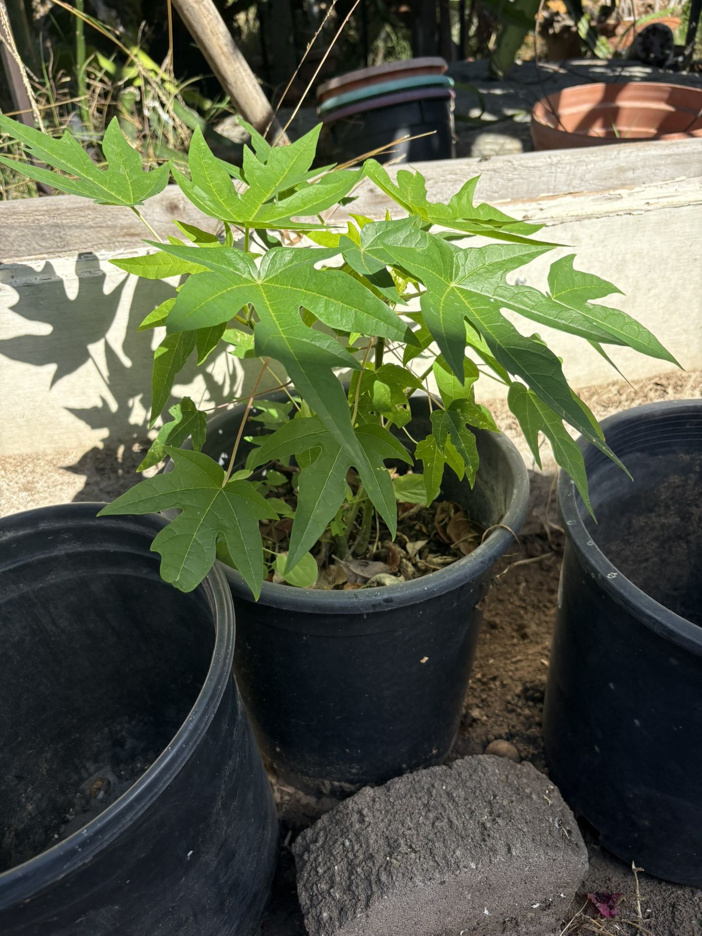 10” Pot Papaya Plants