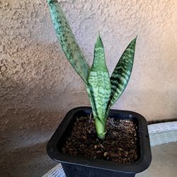 Sansevieria,  Lengua  De Suegra 