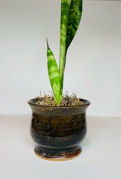 Snake Plant (Sansevieria trifasciata) in a Beautiful Brown Rustic Pot
