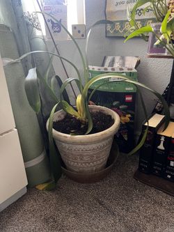 Plant With Vase 