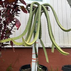 Rooted Black Dragon Fruit Cutting