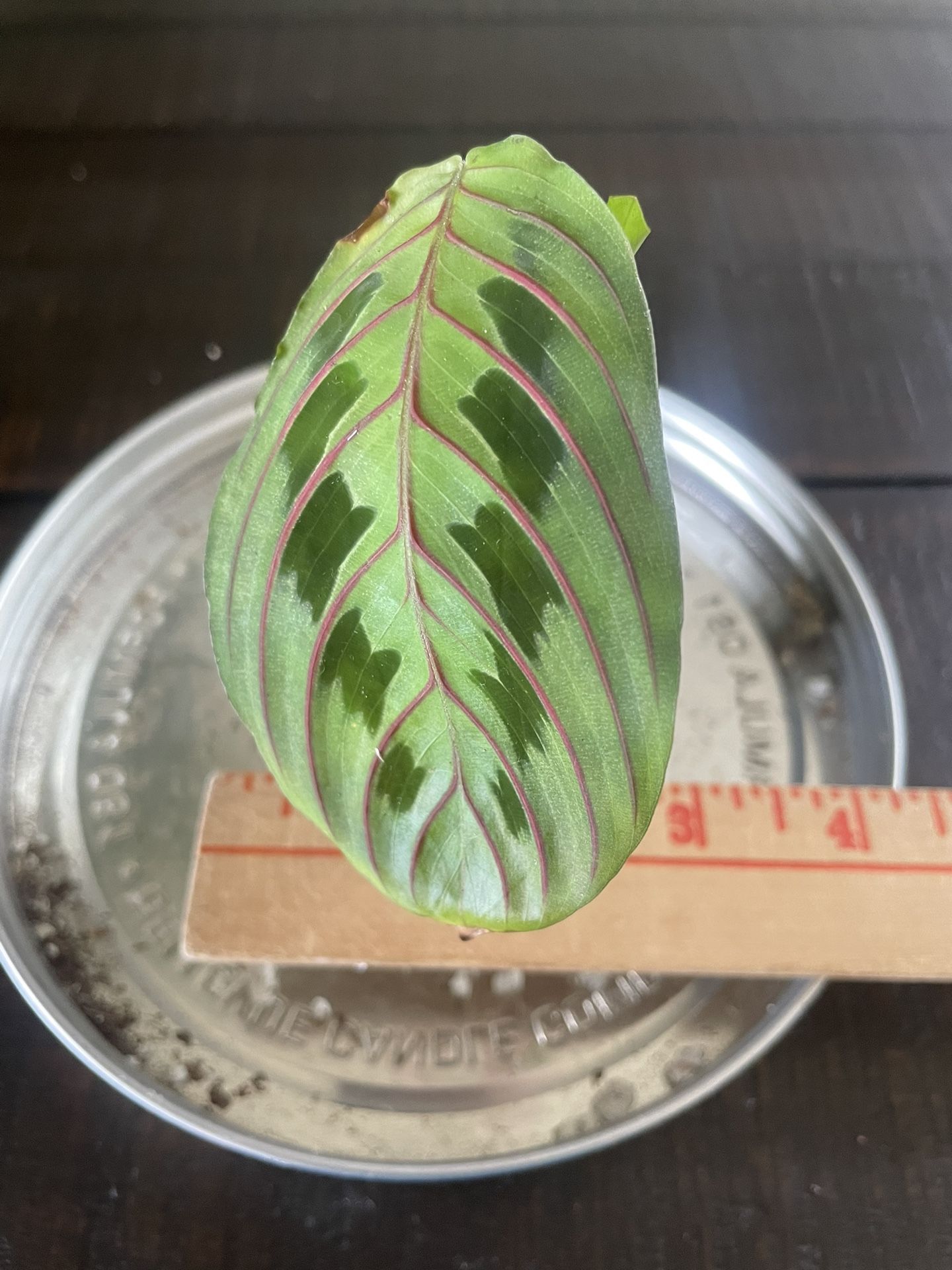 Red Maranta Leuconeura Prayer Plant 