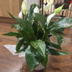 Plant: Peace Lily 