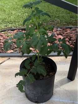 Rooted Beefsteak Tomato Plants 🍅 🪴