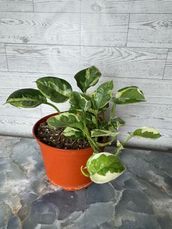 N joy Pothos - indoor houseplant