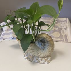 Pathos plant In unique glazed ceramic shell planter with drainage
