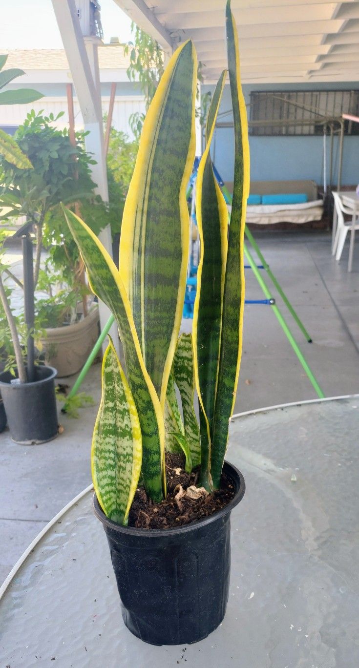 Snake Plants