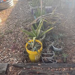 Garden clearance