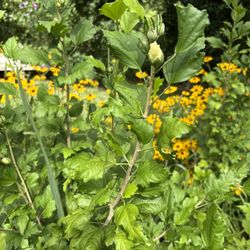 Rose Of Sharon Bushes 