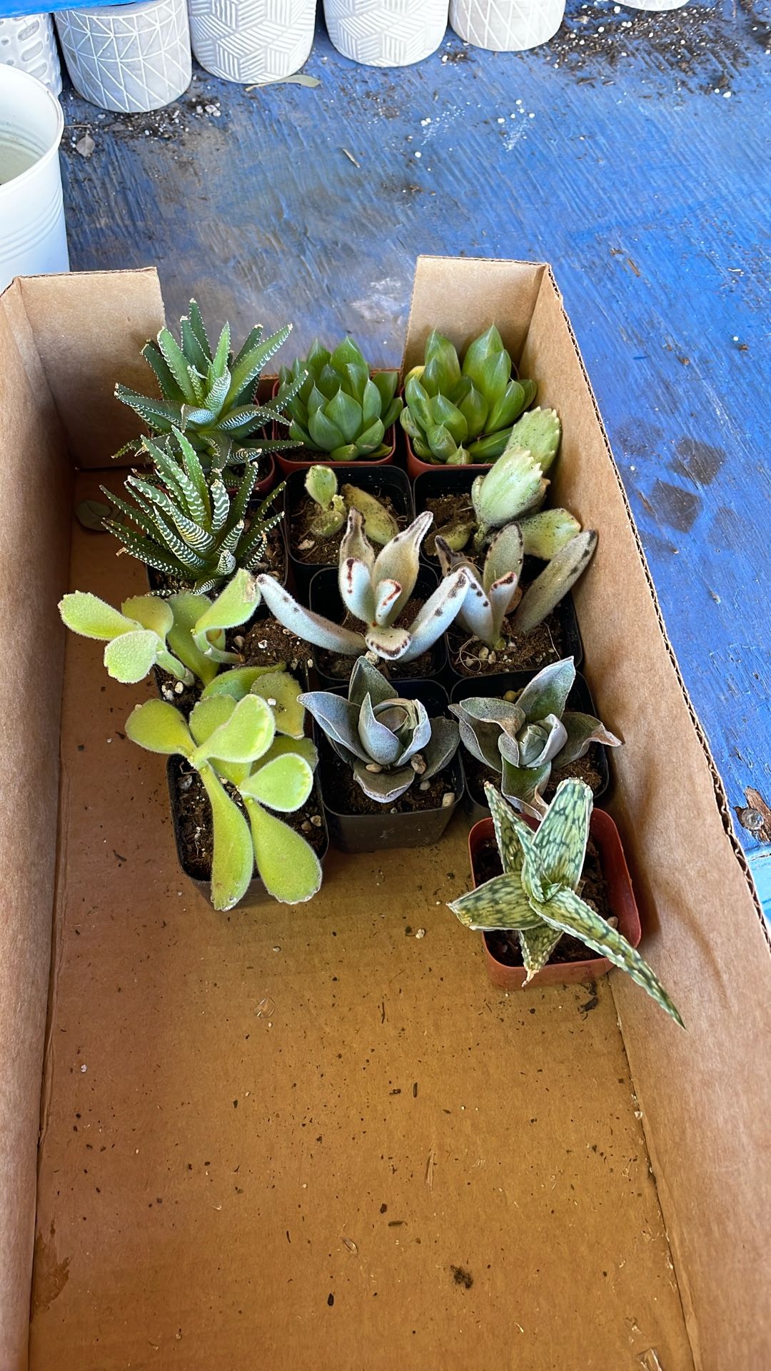 Free Succulents *Rescues*