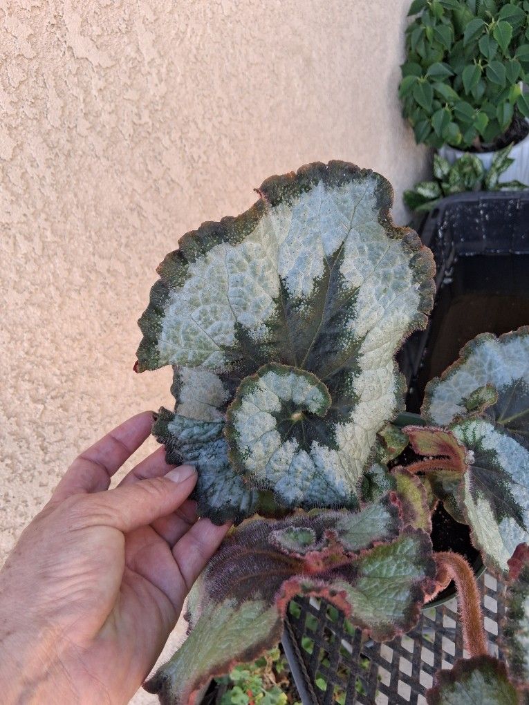 RARE. Begonia ESCARGOT Plant $38