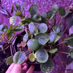 Chinese Money Plant Green Foliage Healthy Home Decor Jungle Tropical