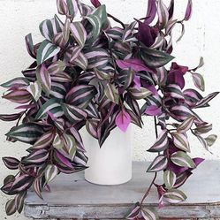 Tradescantia Zebrina Plant/ House Plant/ Indoor Plant Flower Patio Garden